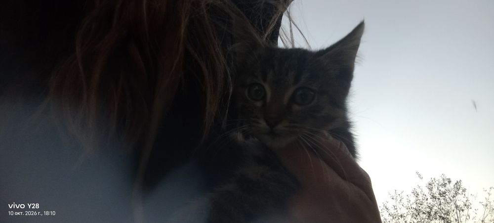 Отдам котят в хорошие руки
