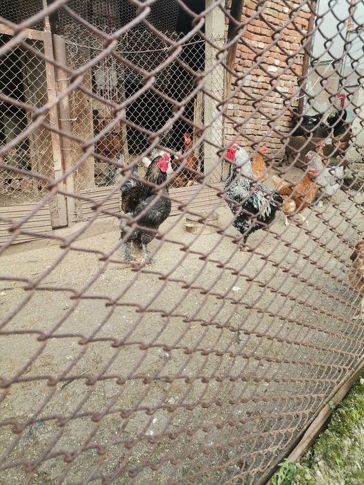 Продавам петли на 9 месеца