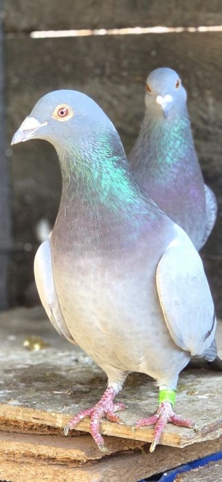 Porumbei voiajori origini top pedigree