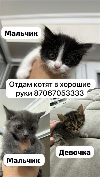 Отдам котят даром