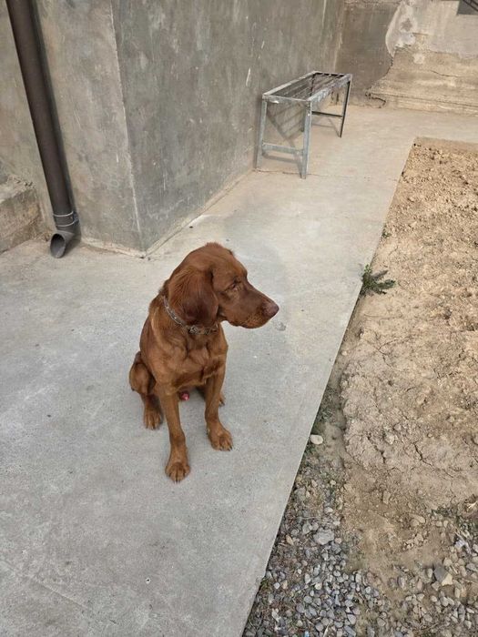 Вязка / жүптастыру