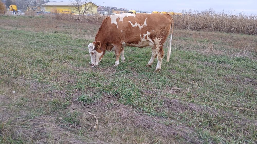 Junca Baltata romaneasca