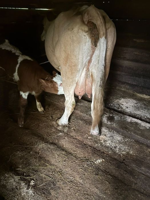 Vaca cu vițel de vânzare