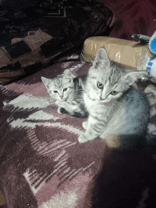 Отдам котят в добрые и заботливые руки!
