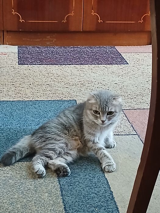 Котята британские вислоухие