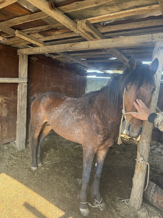 5 жасар Айғыр жуас