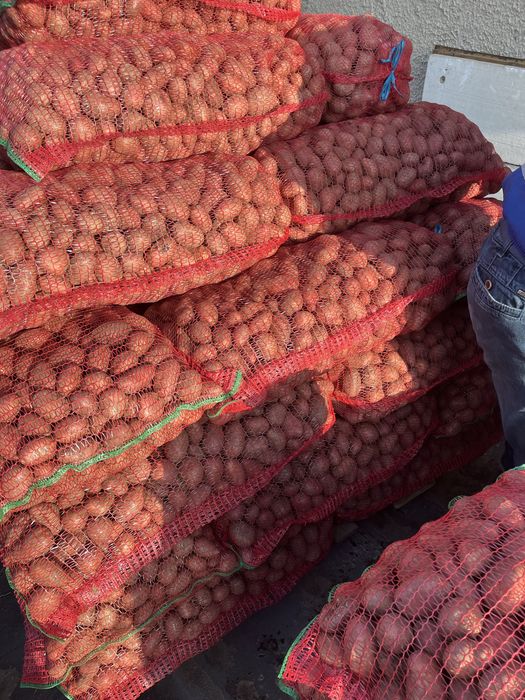 Cartofi de sămânță-Recent ambalată