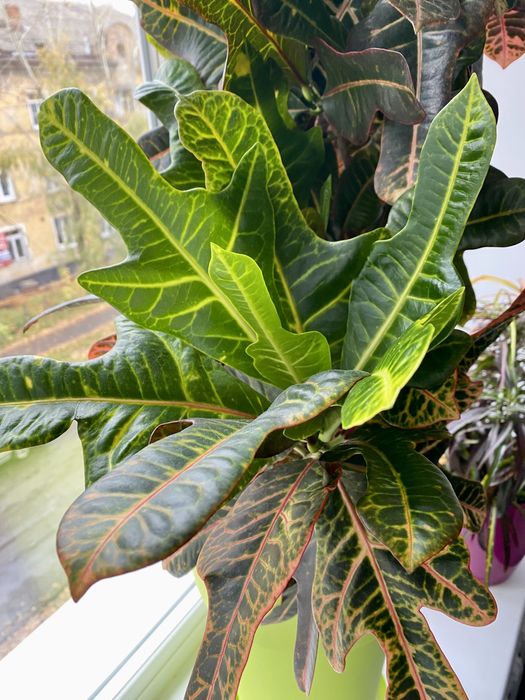 Продам Кротон