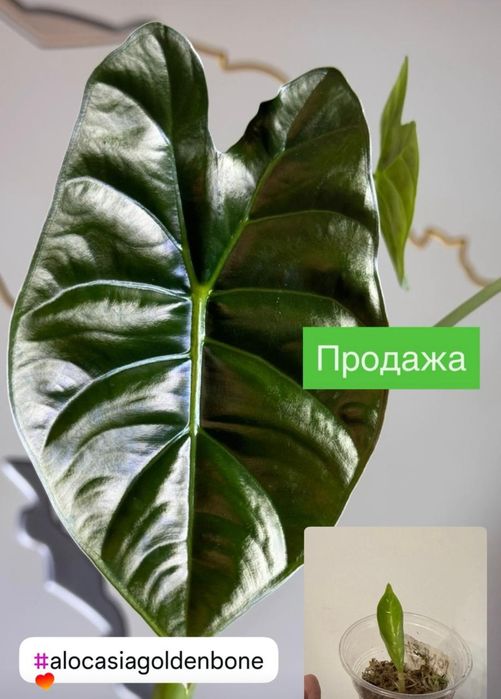 Продам детки алоказии