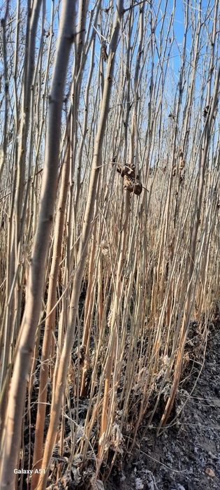 Tut kuchatlari sotiladi 1metrdan 4metrgacha