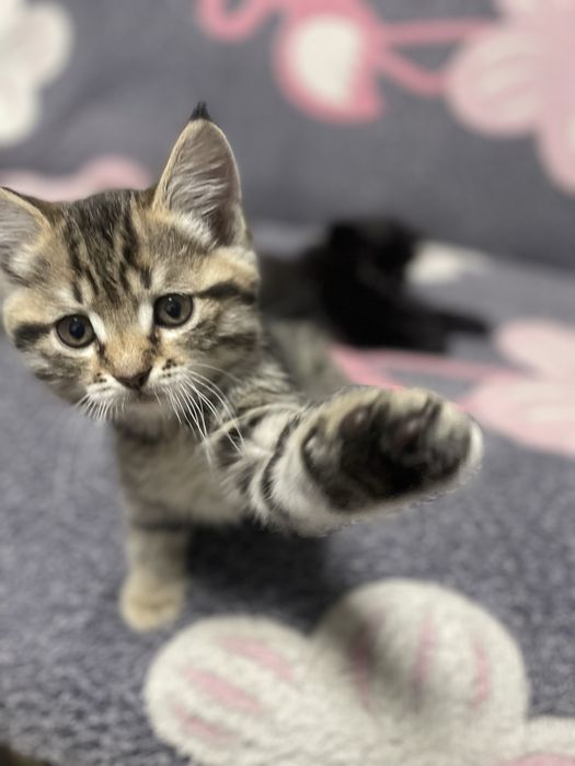 Отдам котят в добрые руки