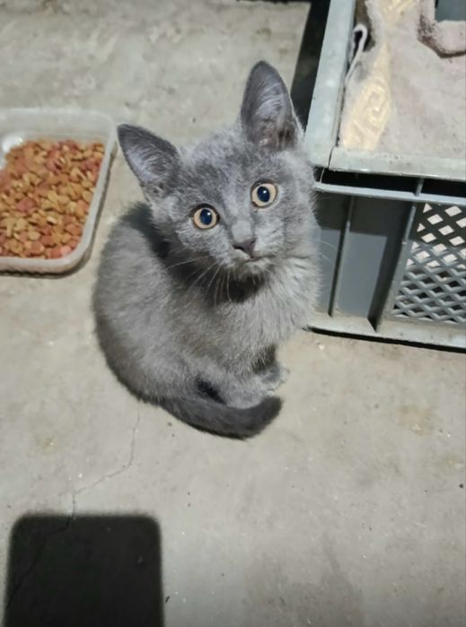 Отдам котят бесплатно