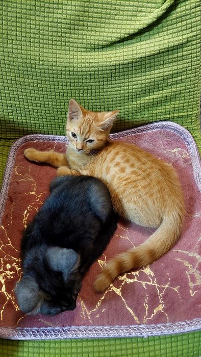 Отдам котят в добрые руки