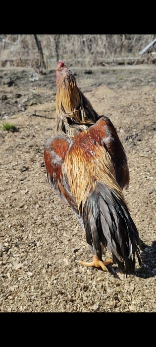 Дакан Июньский петух
