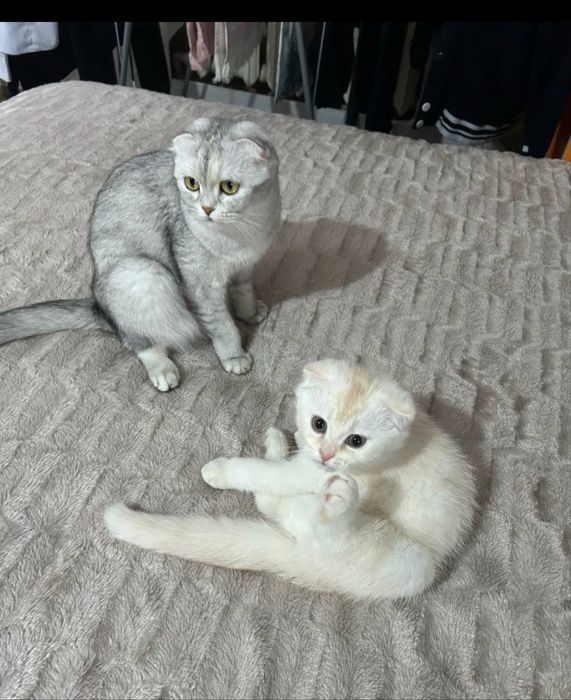 Kotyonok shinahilla fold srochna prodayotsa