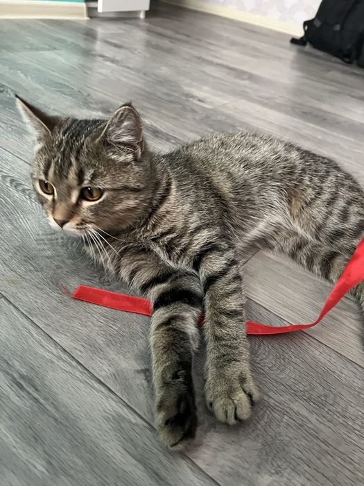 Котенок в добрые руки