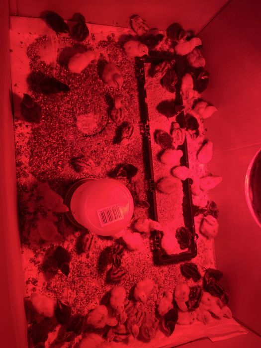 Vand pui de prepelita varsta 5-6zile