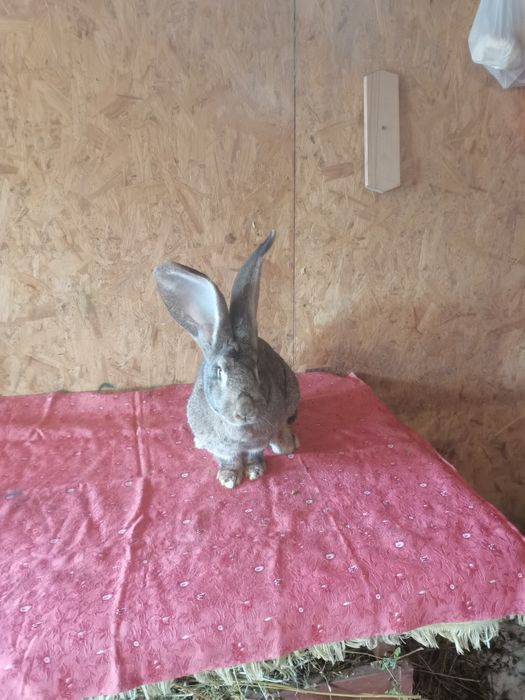 Femela urias german gri  montată