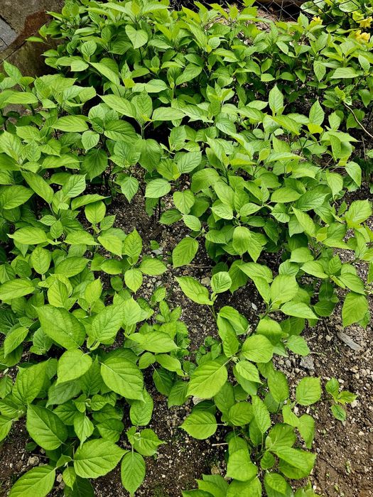 Хортензия  Розова