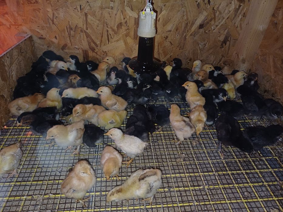 Pui de casă de o săptămână