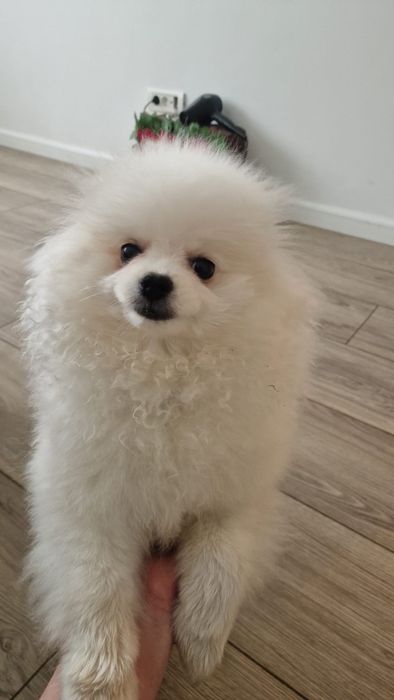 Pomeranian cu certificat de origine  pedigree