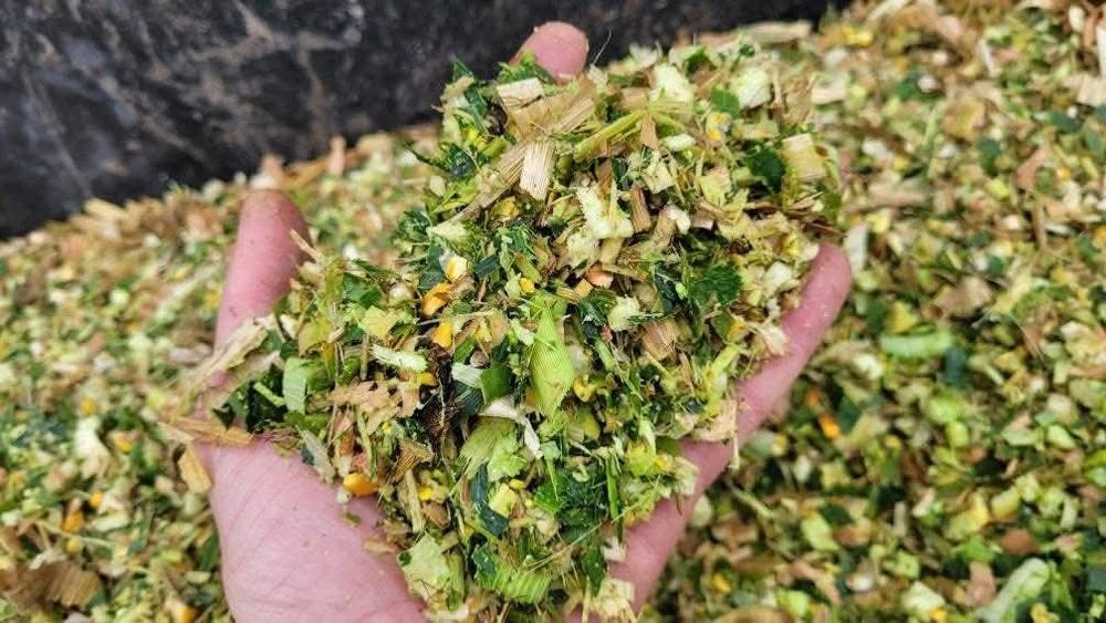 GOLIATH - Campion in Europa la porumb siloz