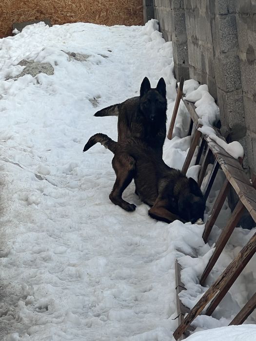 Белгиская овчарки