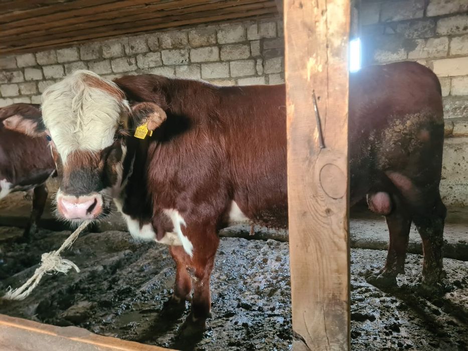 Бұқалар сатылады...