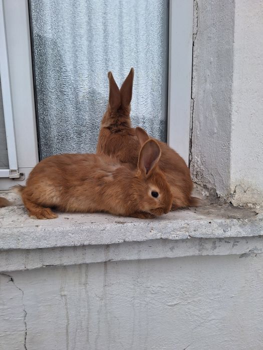 Бургундский кролики