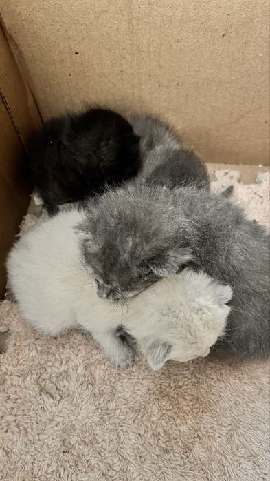 Отдам котят в добрые руки!