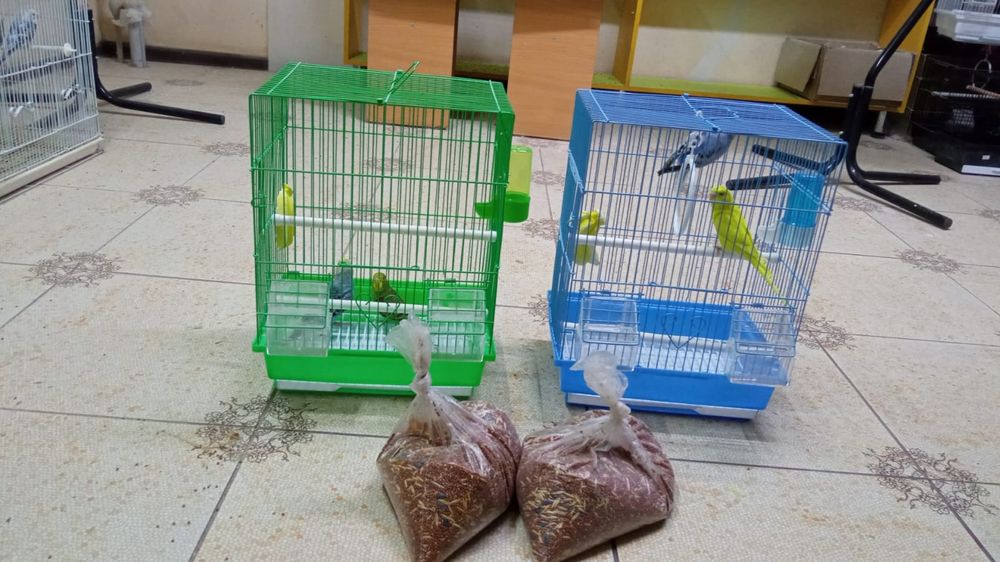 Попугай комбо комплект