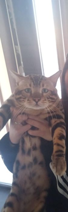 Бенгал на вязку.