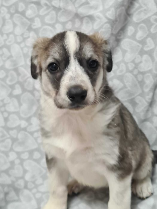 Отдам щенков в добрые руки