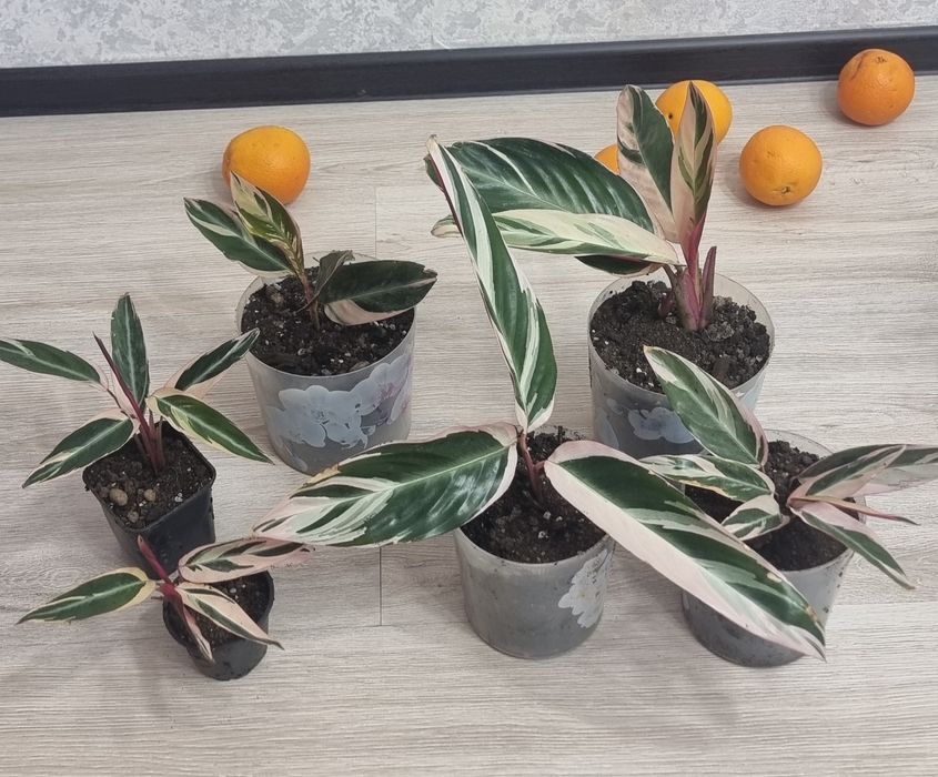 Домашние  цветы.