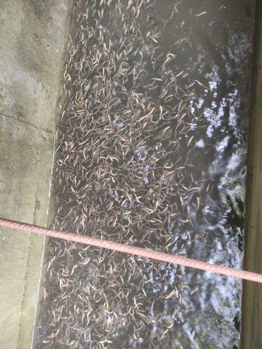 Зарибителен материал зарибител за пъстърваи балканска пъстърва