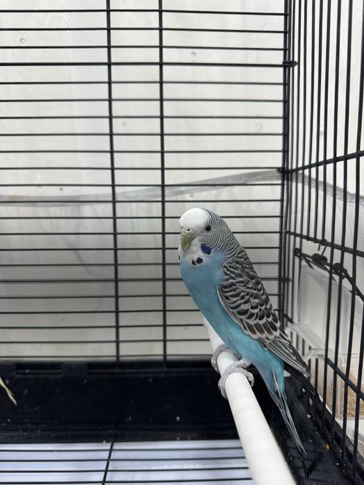 Срочно продаются попугаи