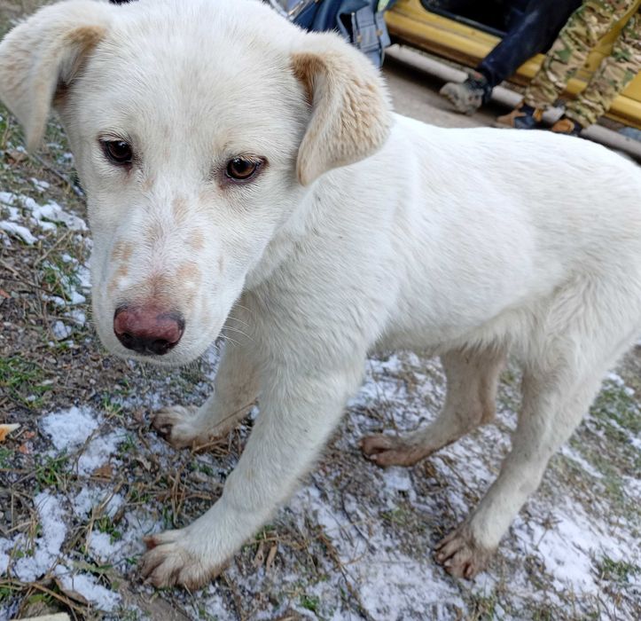 Подарявам бяло малко кученце