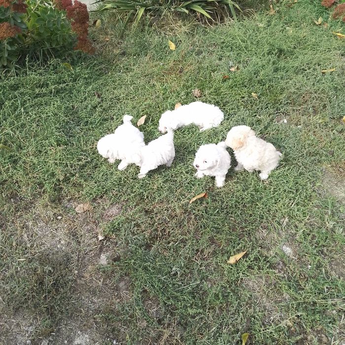 Vand bichoni bolonezi, 6 săptămâni,deparazitați și jucăuși