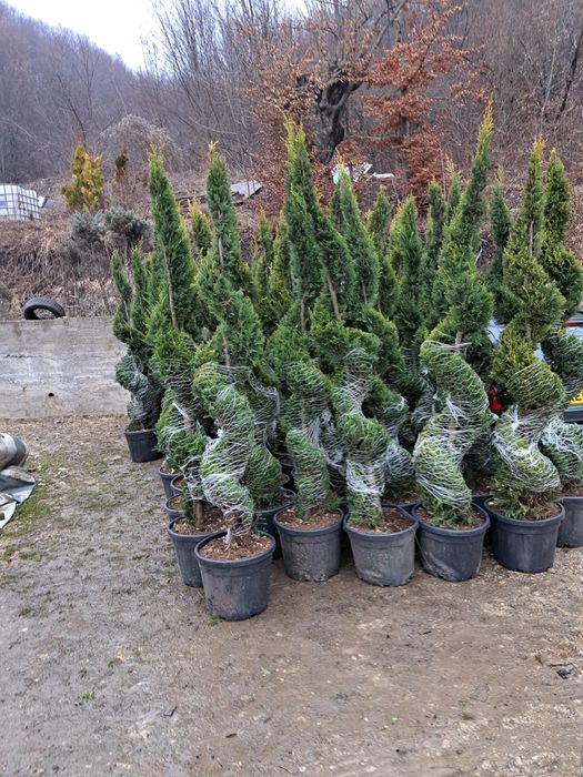 Tuia/Magnoli/Brazi/Mesteacan/Platani/Tei