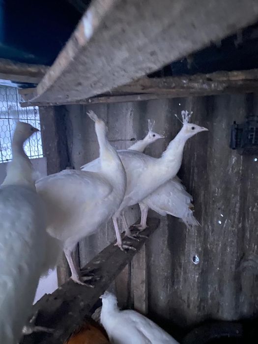 Pauni diferite culori