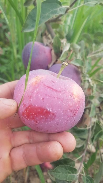 3 yoshli Olma daraxti meva qilyapti tomiri karli