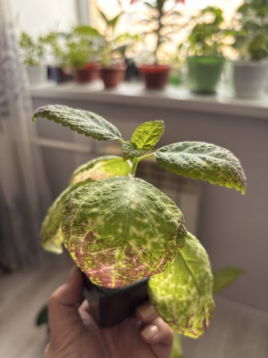 Продам комнатные цветы