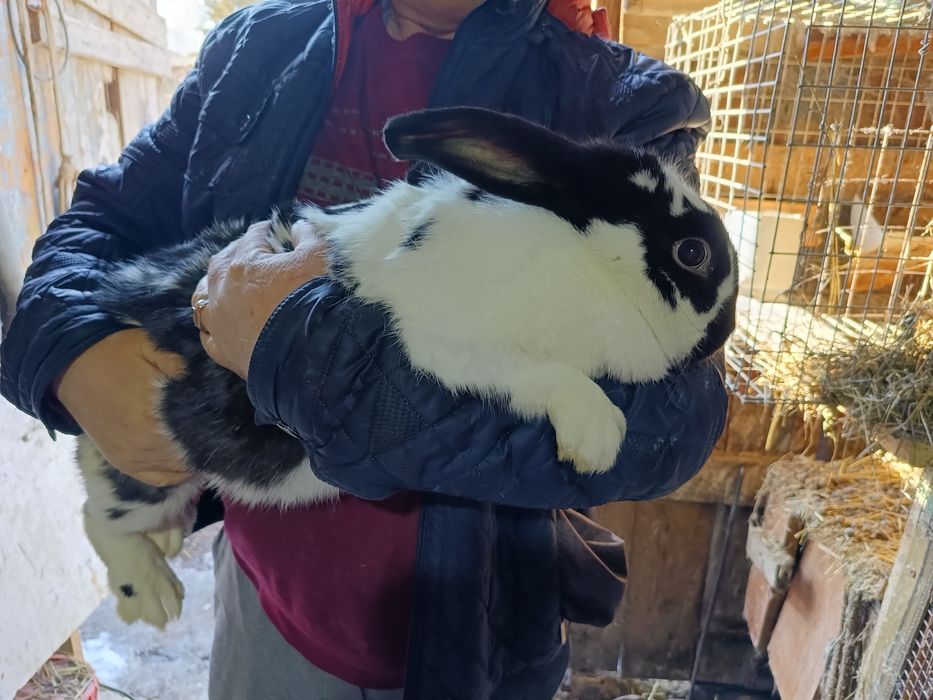 Продается кролиха