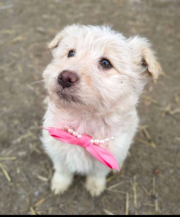 Femelă albă și mascul crem bichon