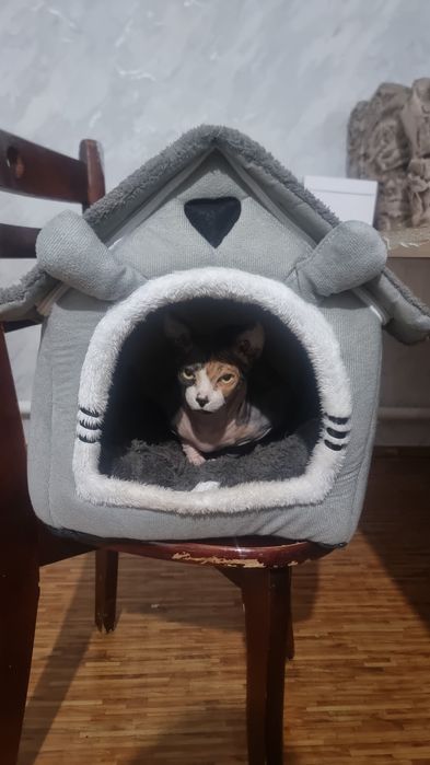 Потерялась кошка Мила