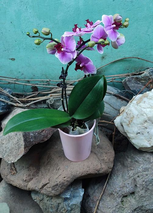 Орхидеи в наличии свежие