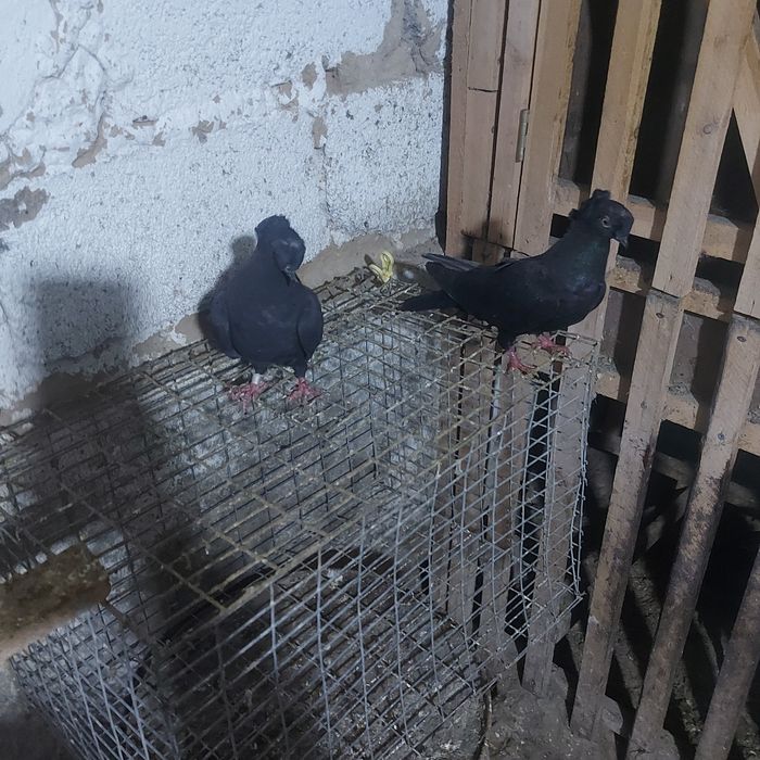 Жук двух чуби 2 самка