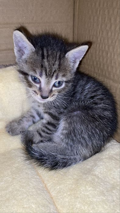 Котенок ищет дом