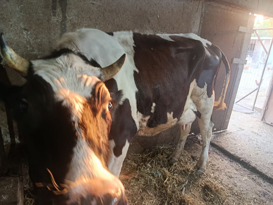 Vând vaca Holstein la prima fatare