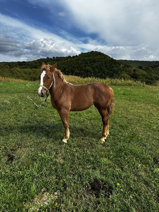 Iapa si manza de vanzare